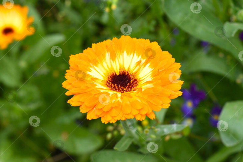 Скачать Оранжевый цветок герберы на зеленом фоне фотосток Ozero