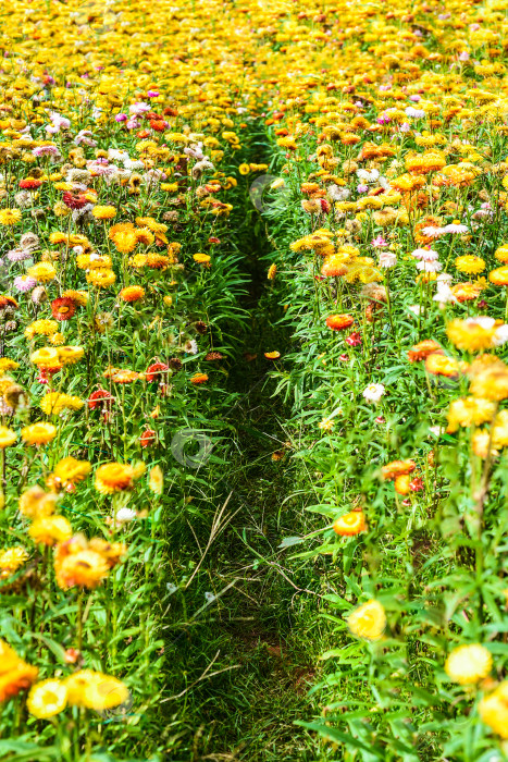 Скачать Поле Xerochrysum bracteatum, широко известное как золотой вечнозеленый цветок или соломенница фотосток Ozero