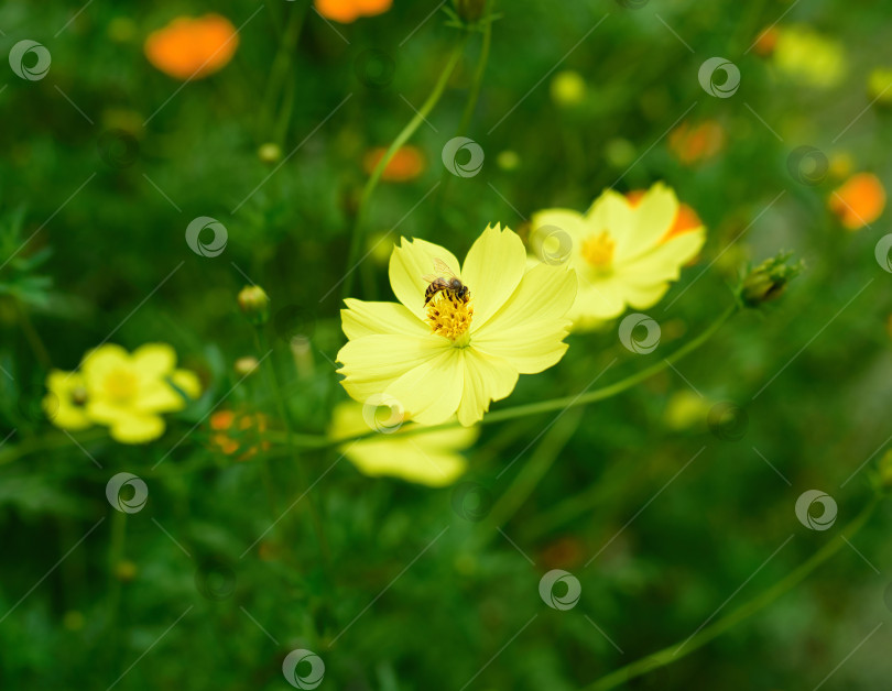 Скачать Пчелы опыляют цветы Cosmos sulphureus или сернистый космос, растущие во Вьетнаме крупным планом фотосток Ozero