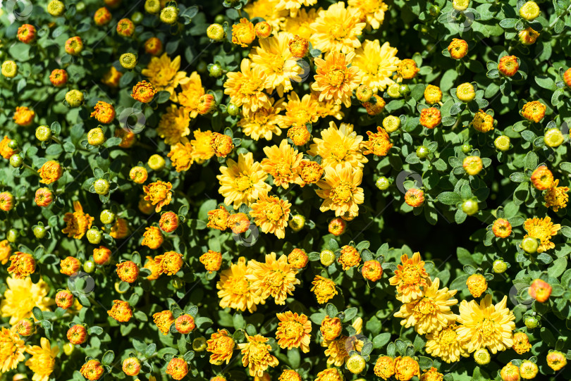 Скачать Золотисто-желтая хризантема Джиджи крупным планом фотосток Ozero