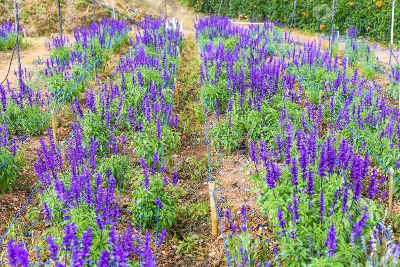 Скачать Растение Salvia nemorosa, произрастающее в Далате, Вьетнам фотосток Ozero