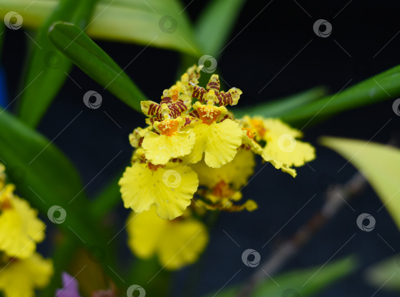 Скачать Oncidium varicosum цветок орхидеи крупным планом фотосток Ozero