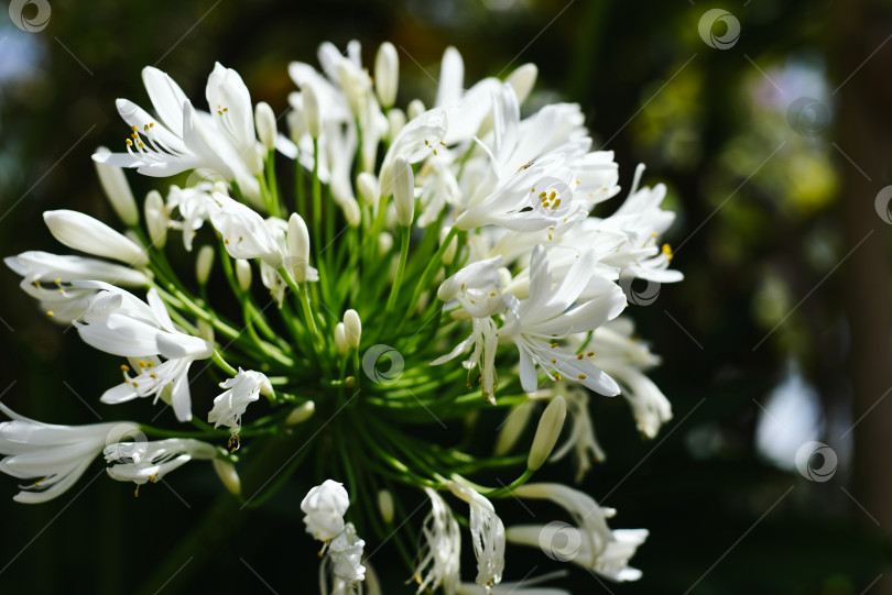 Скачать Agapanthus africanus или африканская лилия, растущая в Далате, Вьетнам фотосток Ozero