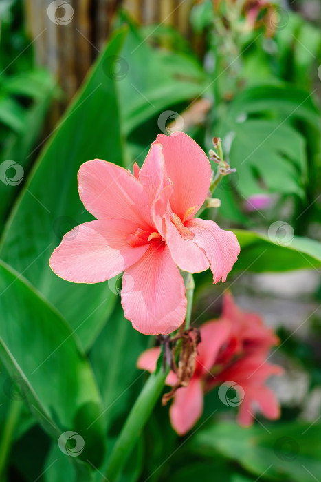 Скачать Цветок Canna glauca, растущий во Вьетнаме фотосток Ozero