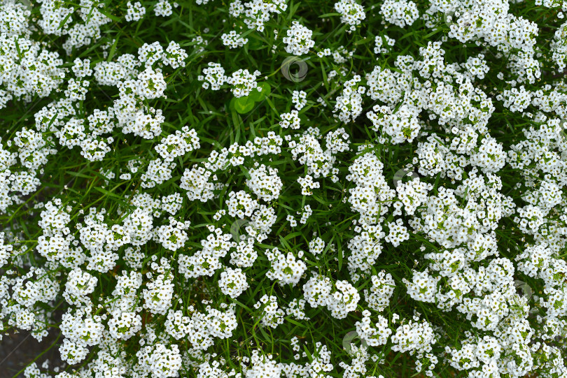 Скачать Фон из множества маленьких белых цветочков фотосток Ozero