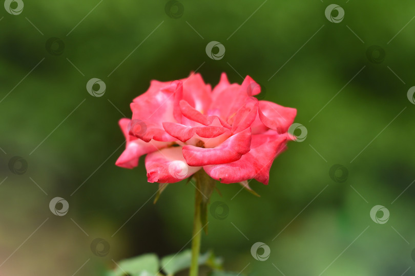 Скачать Розовая чайная роза, растущая во Вьетнаме крупным планом фотосток Ozero