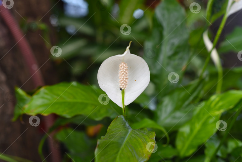 Скачать Спатифиллум cochlearispathum, обычно называемый лилией мира, растет во Вьетнаме фотосток Ozero