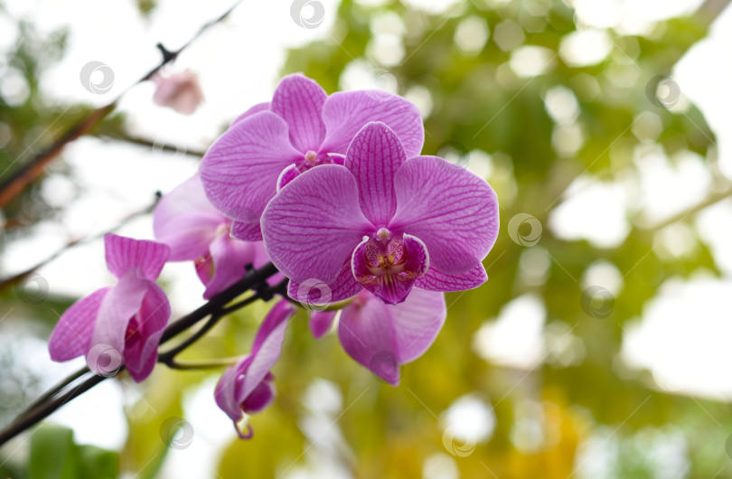 Скачать Один цветок фиолетовой орхидеи крупным планом фотосток Ozero