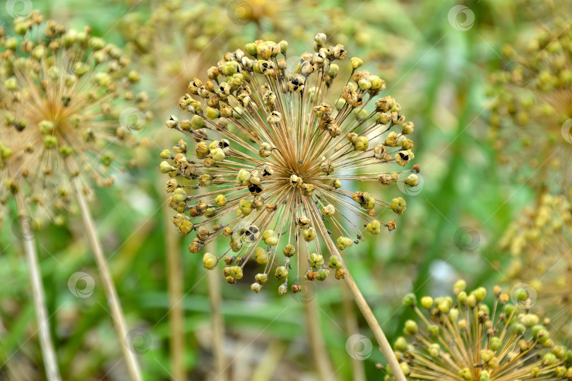 Скачать Увядший цветок аллиума с семенами на зеленом фоне фотосток Ozero