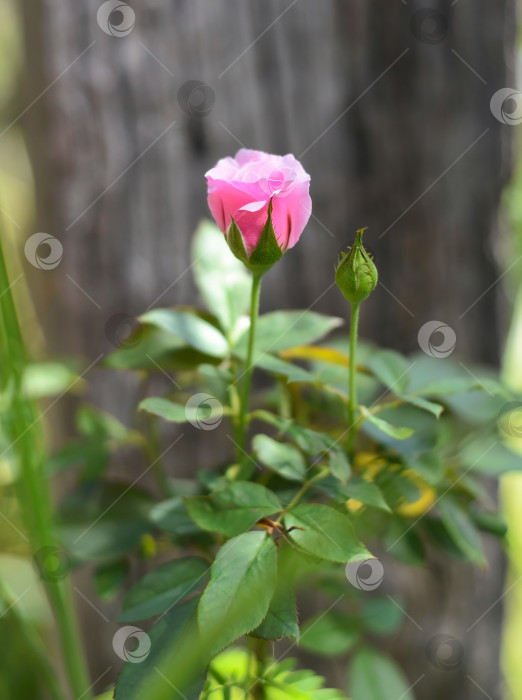 Скачать Розовая китайская роза в саду крупным планом фотосток Ozero