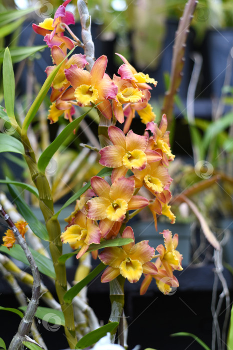 Скачать Дендробиум благородный, широко известный как благородный цветок орхидеи дендробиум фотосток Ozero