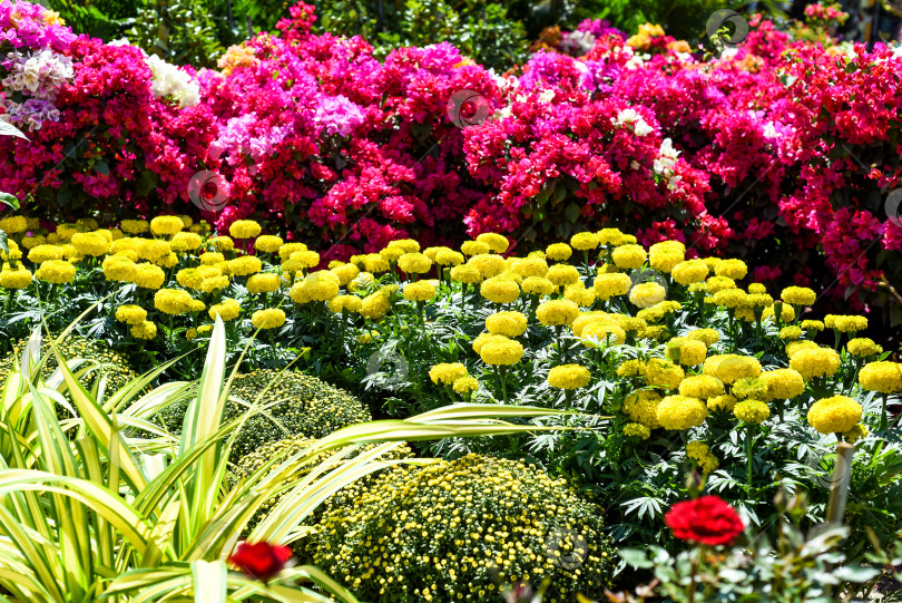 Скачать Тагетес прямостоячий (Tagetes erecta) - ацтекские или мексиканские календулы, растущие во Вьетнаме в качестве декора для празднования Нового года по лунному календарю фотосток Ozero