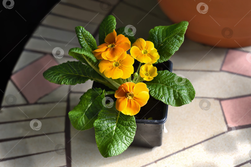 Скачать Оранжевый цветок Primula acaulis El Unistar, растущий в горшке фотосток Ozero