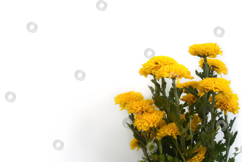 Скачать букет из хризантем на белом фоне фотосток Ozero
