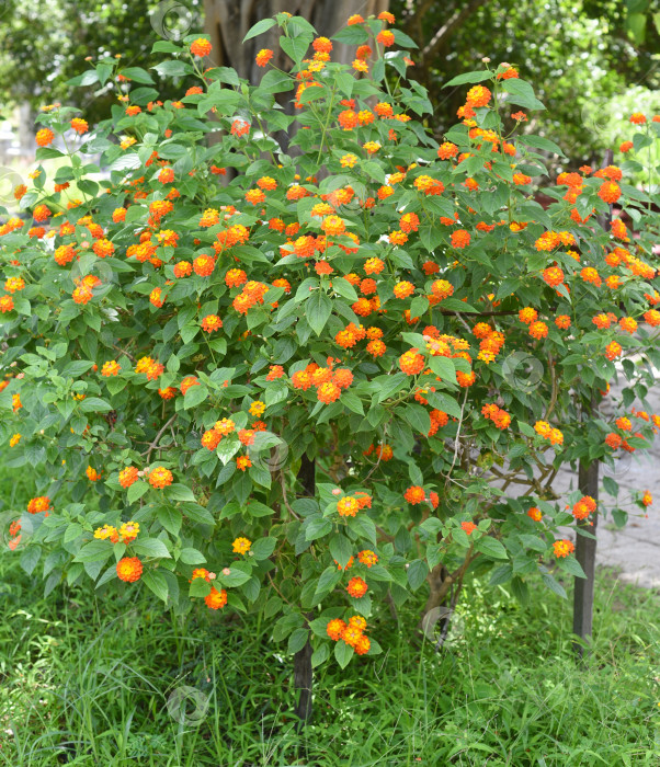 Скачать Цветы Лантана камара (lantana camara), произрастающие в Нячанге, Вьетнам фотосток Ozero