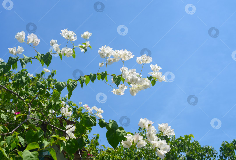Скачать Белые цветы бугенвиллеи, растущие в Нячанге, Вьетнам фотосток Ozero