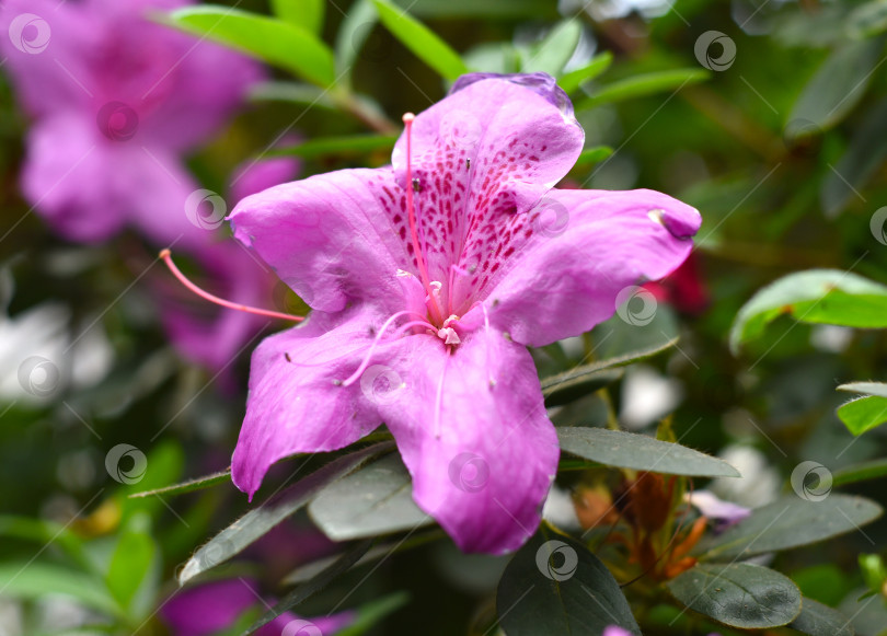Скачать Розовый цветок азалии, растущий на кустарнике фотосток Ozero
