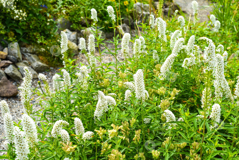 Скачать Цветки волжанки (Aruncus parvulus), произрастающие в Приморском крае, Россия. Растение, занесенное в Красную книгу фотосток Ozero