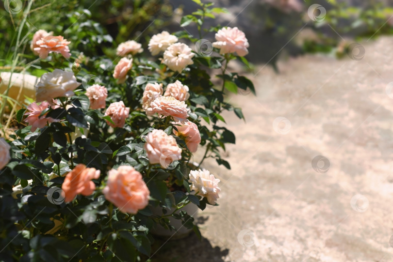 Скачать Куст чайной розы, цветущий во Вьетнаме фотосток Ozero