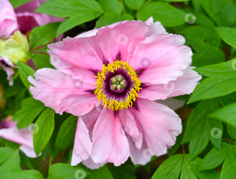 Скачать Цветок Paeonia suffruticosa (пион) крупным планом фотосток Ozero