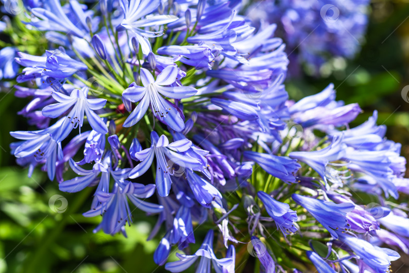 Скачать Agapanthus africanus или африканская лилия, растущая в Далате, Вьетнам фотосток Ozero