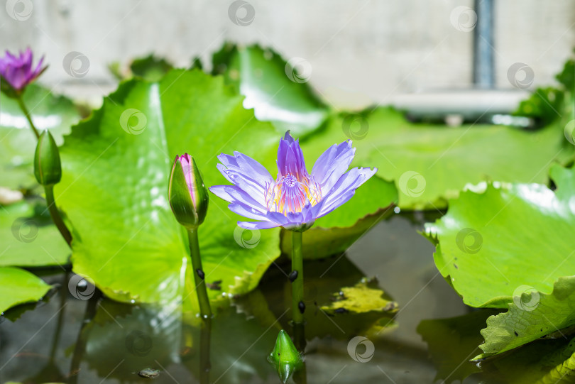 Скачать Голубой лотос или водяная лилия, растущие во Вьетнаме крупным планом фотосток Ozero