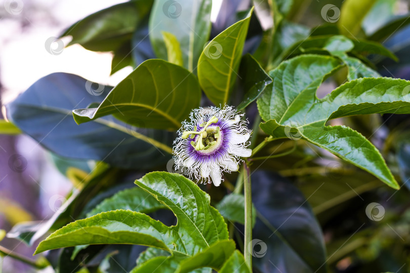 Скачать Passiflora edulis или цветок маракуйи, растущий в Далате, Вьетнам фотосток Ozero