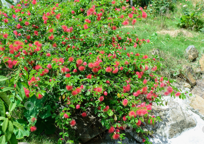 Скачать Красная каллиандра (Calliandra tergemina emarginata), растение-пуховка или куст-пыльник фотосток Ozero