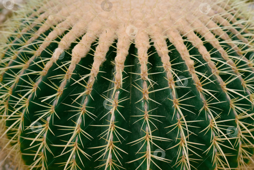 Скачать Echinocactus grusonii или Золотистый бочкообразный кактус без цветков крупным планом фотосток Ozero