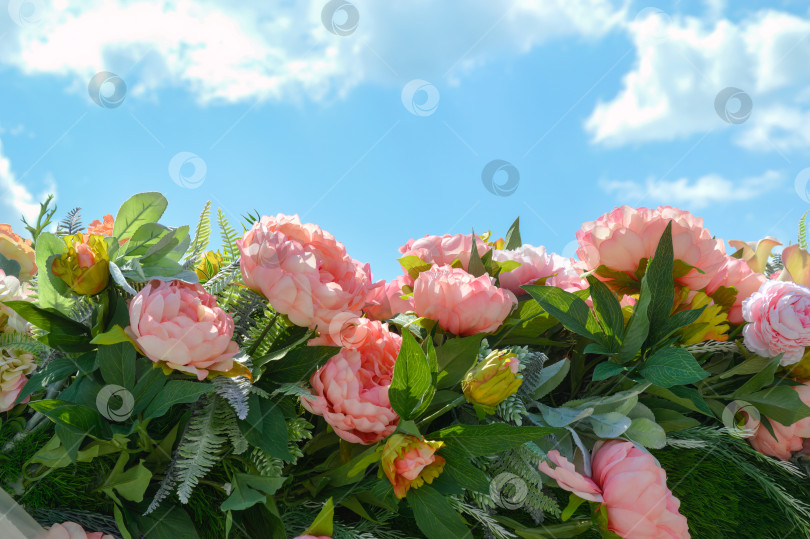 Скачать Ярко-розовые пионы на фоне голубого неба летним солнечным днем. Место для копирования фотосток Ozero