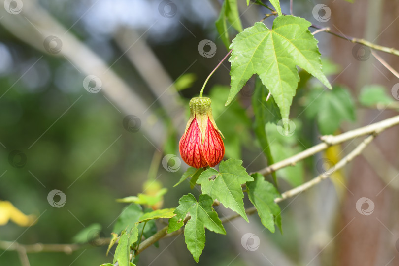 Скачать Цветок красной лозы Abutilon pictum или Abutilon striatum, растущий в Далате во Вьетнаме, абутилон, индийская мальва с красной прожилкой, цветущий клен с красной прожилкой, китайский фонарь, красная прожилка, китайские фонарики. фотосток Ozero