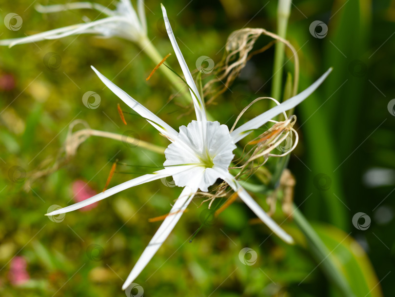 Скачать Hymenocallis littoralis или пляжная паутинная лилия, растущая во Вьетнаме фотосток Ozero