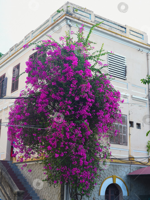 Скачать Выращивание розовых цветов бугенвиллеи у здания в Нячанге, Вьетнам фотосток Ozero