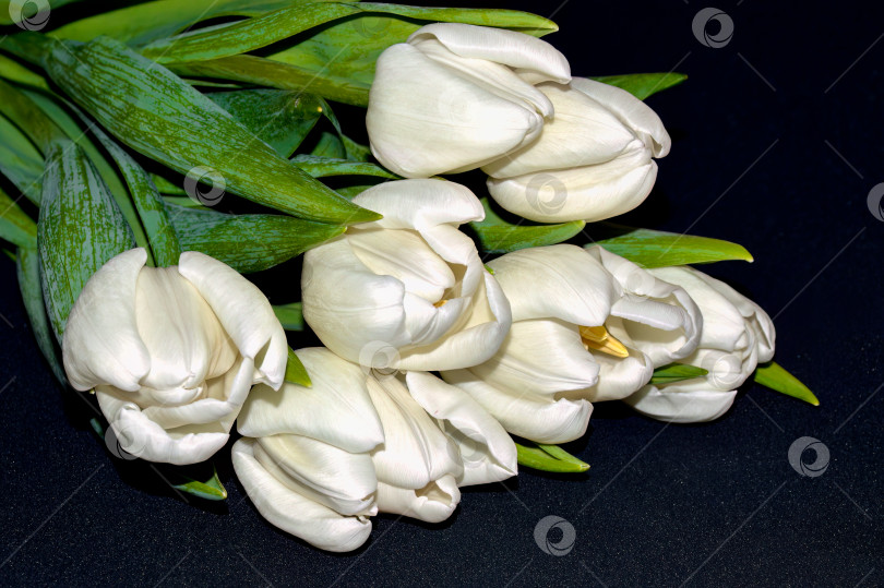 Скачать Букет из белых тюльпанов, выделенных на черном фоне фотосток Ozero