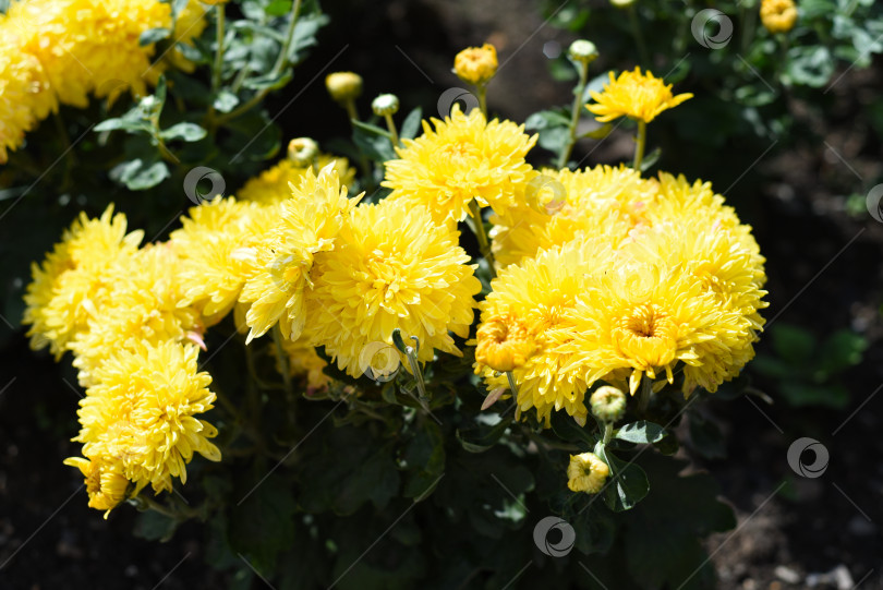 Скачать Цветок опаловой хризантемы крупным планом фотосток Ozero