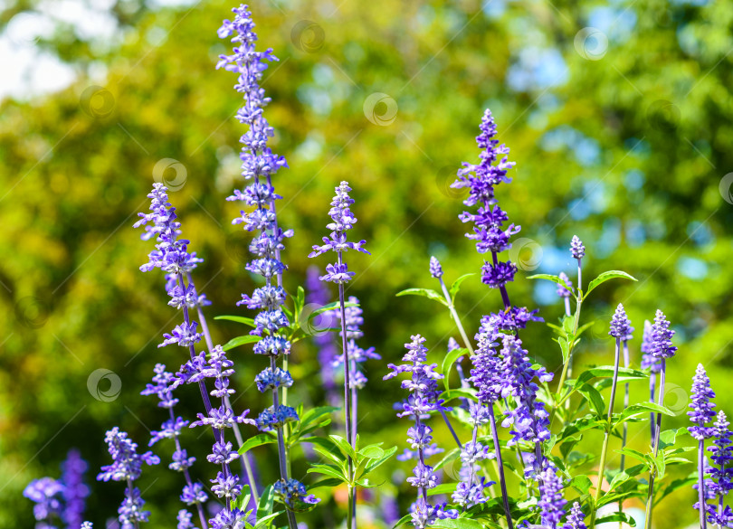 Скачать Растение Salvia nemorosa, произрастающее в Далате, Вьетнам фотосток Ozero