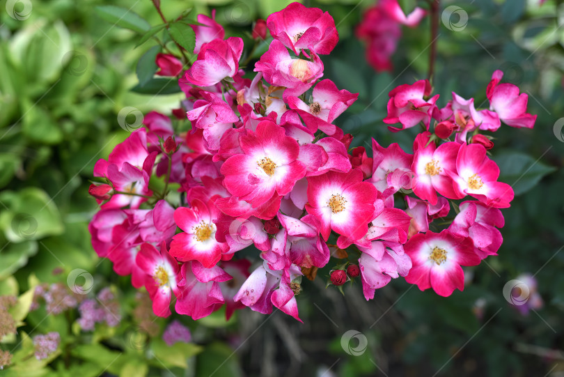 Скачать Цветы дортмундской розы Кордези. Дальний Восток, Россия фотосток Ozero