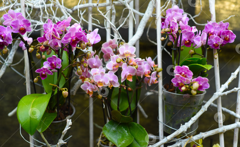 Скачать Два вида цветов орхидеи крупным планом фотосток Ozero