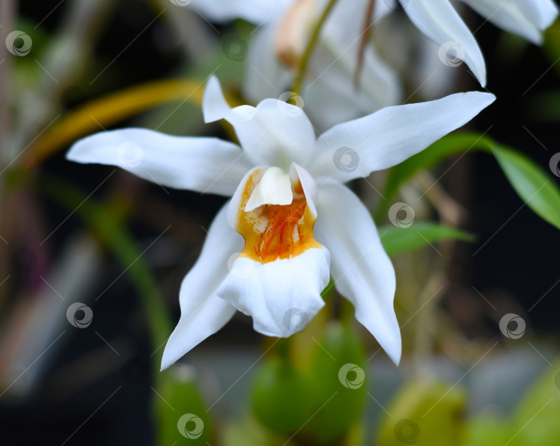 Скачать Цветок Coelogyne Mooreana, вьетнамское растение фотосток Ozero