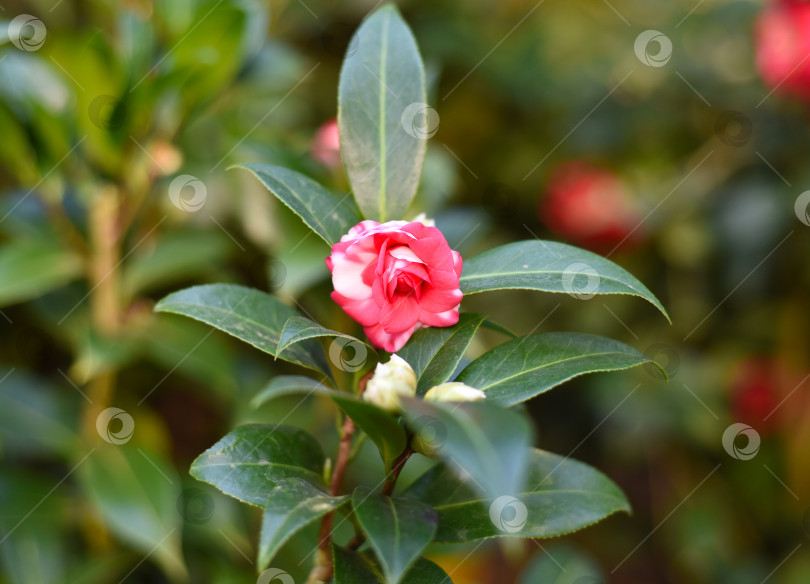 Скачать Цветок Camellia japonica (японская камелия) крупным планом фотосток Ozero