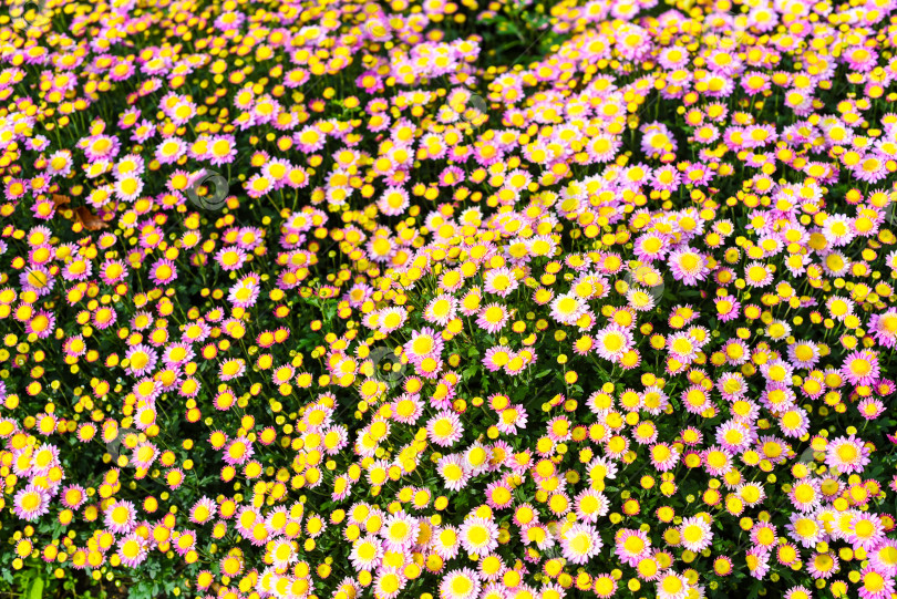 Скачать Множество маленьких розовых хризантем крупным планом фотосток Ozero