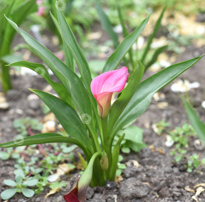 Скачать Цветок Zantedeschia rehmannii (калла), произрастающий на Дальнем Востоке России фотосток Ozero