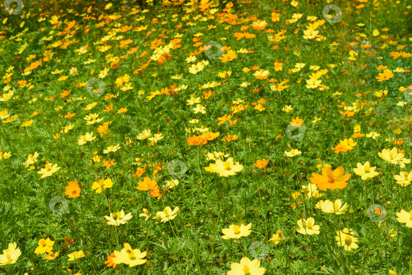 Скачать Кореопсис или цветы из семян клещевины, выращиваемые во Вьетнаме фотосток Ozero