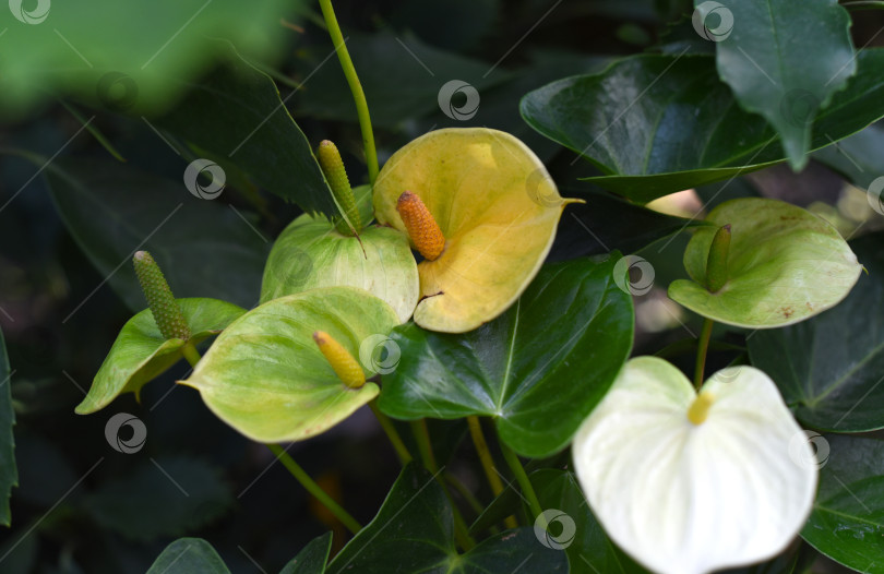 Скачать Зелено желтый цвет цветка антуриума и ванили, распускающегося в ботаническом саду фотосток Ozero