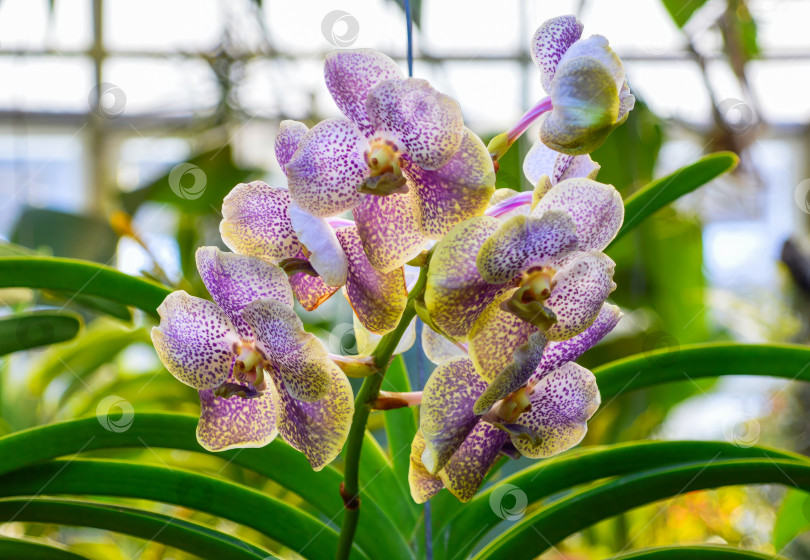Скачать Орхидеи со светло-фиолетовыми лепестками на зеленом фоне фотосток Ozero
