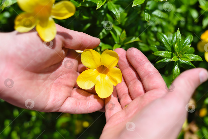 Скачать Руки, держащие цветок Алламанда, растущий во Вьетнаме, крупным планом фотосток Ozero