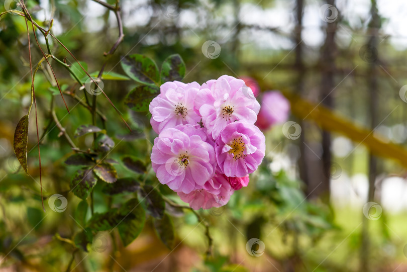 Скачать Rosa moschata или цветок мускусной розы крупным планом фотосток Ozero