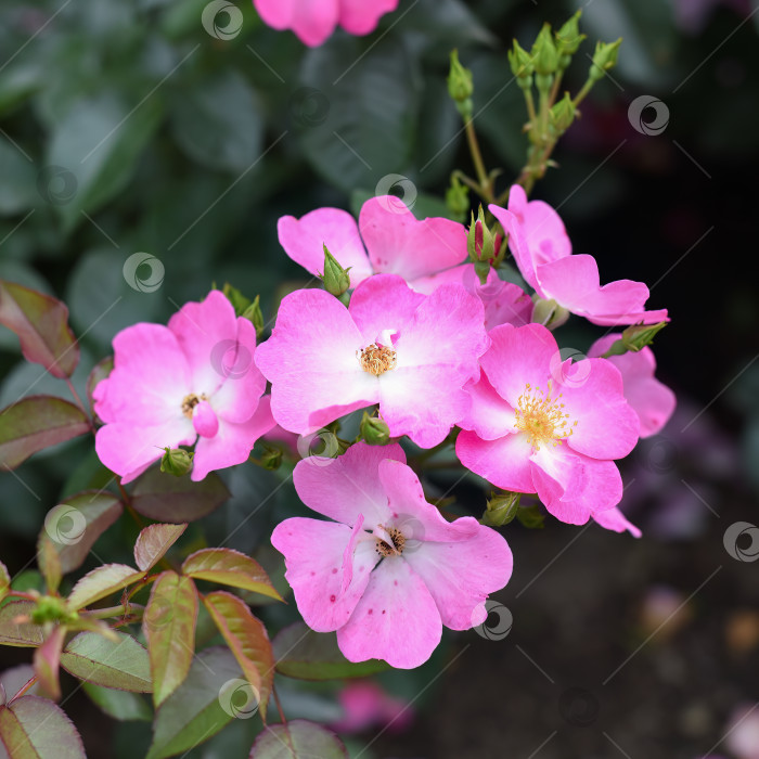 Скачать Цветы дортмундской розы Кордези. Дальний Восток, Россия фотосток Ozero