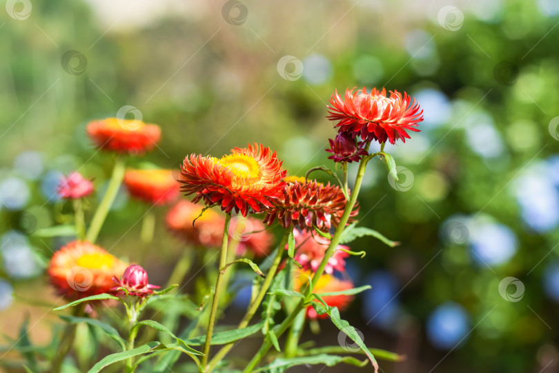 Скачать Поле Xerochrysum bracteatum, широко известное как золотой вечнозеленый цветок или соломенница фотосток Ozero