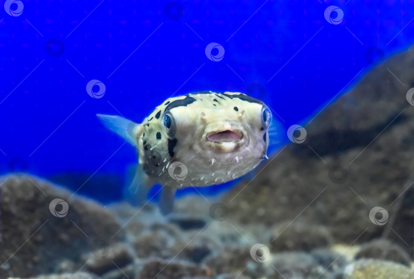 Скачать Рыба фугу в аквариуме крупным планом фотосток Ozero